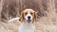 Comme nous, les animaux de compagnie peuvent être sensibles au pollen : comment protéger mon chien contre les allergies saisonnières ?