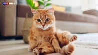 Ces 4 infos insolites que vous ignoriez probablement sur les chats roux