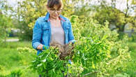 Comment multiplier ses plantes pour un jardin fleuri à moindre coût ?