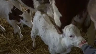 Doubs : une vache donne naissance à des triplés