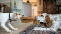 Voici les bons gestes à adopter lors d’une bagarre entre deux chiens