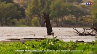 Savane africaine : sur les traces des animaux sauvages