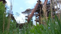 Friches industrielles polluées : des plantes pour réhabiliter ces dizaines de milliers d'hectares perdus ?