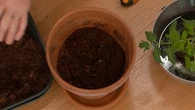 "Il y a quand même quelques règles à respecter" : Pierre le cultivateur vous explique comment faire pousser toutes sortes de légumes sur le rebord de votre fenêtre