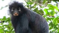 Une nouvelle espèce de singe découverte au Congo, seulement "la cinquième à être identifiée en Afrique au cours des 75 dernières années"