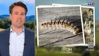 L'arbre de mon voisin est rempli de chenilles processionnaires, doit-il détruire les nids ? Le 13H à vos côtés