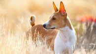 Voici pourquoi ces races de chiens sont plus dures à dresser que d’autres