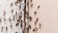 Craie, café, thym... Ces astuces simples et naturelles pour éloigner les insectes de votre maison