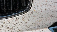 Les moucherons et autres petits insectes nous envahissent et il y a une explication