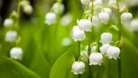 Muguet : les trois règles à respecter si vous le cueillez en forêt
