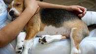 Ces réflexes à adopter en cas d'empoisonnement de votre animal de compagnie
