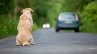 "Comment peut-on abandonner son animal ?" : des solutions existent pour s'en occuper ou le faire garder pendant les vacances ?