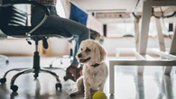 "Ils favorisent indéniablement la cohésion entre les collaborateurs" : quand le chien améliore le bien-être des salariés au travail