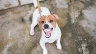 "Le chien ressent la peur et ça peut le mettre sur ses gardes" : ce que vous ignorez sur l'agressivité canine selon une vétérinaire