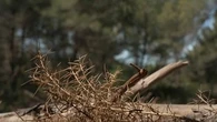 "C'est super inquiétant" : quatre départements du sud de la France déjà classés en orange face au risque de feux de forêt