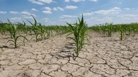 Le sol de mon potager est tout craquelé à cause de la canicule et de la sécheresse, comment puis-je réhydrater la terre sans la noyer ?