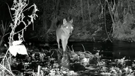 Loups : un amendement controversé autorise l'usage de lunettes de tir à visée nocturne pour cibler l'animal