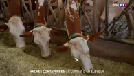 Vaches contaminées : le combat d'un éleveur