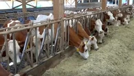 "Ça aura des conséquences dramatiques" : en Savoie, un éleveur se bat pour sauver ses vaches de l'abattage