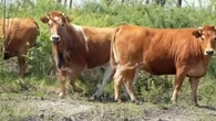 Mégafeux en Gironde : ces vaches débroussailleuses sont mobilisées pour éviter une nouvelle catastrophe