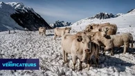 VÉRIF' - L'État laisse-t-il mourir de froid des vaches dans les alpages en les privant de retour à l'étable ?