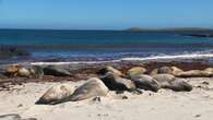 VIDÉO - Les Îles Malouines, le paradis des lions de mer