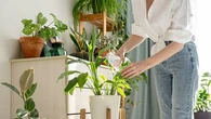 La technique parfaite pour savoir quand et comment arroser ses plantes d'intérieur selon un fleuriste