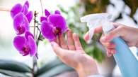 Connaissez-vous la bonne fréquence pour arroser vos orchidées ?