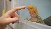 Reptiles, mammifères... à Singapour, le trafic d'animaux sauvages menace la biodiversité mais aussi notre santé