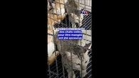 Trafic d'animaux au Vietnam : des chats volés pour être mangés ont été secourus