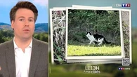 Les chats de mon voisin détruisent mon jardin, comment obtenir une compensation financière ? Le 13H à vos côtés