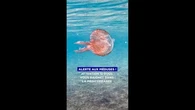 Alerte aux méduses ! Attention si vous vous baignez dans la Méditerranée