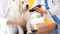 Chaleurs d'été : tondre votre chien pour qu'il ait moins chaud, bonne ou mauvaise idée ?