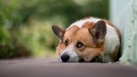 "C'est déchirant" : les abandons d'animaux de compagnie se multiplient au Royaume-Uni face au coût de la vie