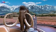 RÉALITÉ AUGMENTÉE - Un mammouth grandeur nature au 20H de TF1 : revivez l'expérience dans votre salon