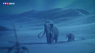RÉALITÉ AUGMENTÉE - Un mammouth grandeur nature s'invite dimanche au 20H de TF1… et dans votre salon