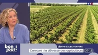 L'édito d'Alba Ventura : Canicule, la détresse des agriculteurs