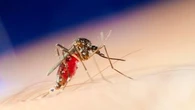 "Une sensation de s’être fait rouler dessus" : ces symptômes qui doivent m’alerter après m’être fait piquer par un moustique !