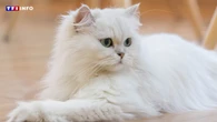 Ce qu'il faut savoir avant d'adopter un chat Persan