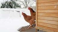 Les conseils essentiels pour prendre soin de ses poules quand le froid arrive