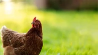 Pourquoi les poules pondent moins d'œufs et font des œufs plus petits et plus fragiles quand les températures grimpent ?