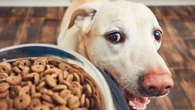 Votre chien vieillit ? Voici pourquoi vous avez tout intérêt à adapter son alimentation