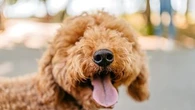 Mauvaise haleine : que faire si votre animal de compagnie est concerné ?