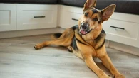 Voici la raison pour laquelle votre chien gratte le sol