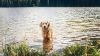 Ces dangers qui menacent votre chien quand il se baigne