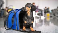 Pour la Cour de justice de l'Union européenne, un chien en soute est un bagage comme les autres