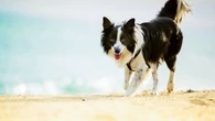 Le saviez-vous : les traitements antiparasitaires du chien peuvent polluer les eaux de baignade