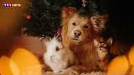 Noël : faut-il offrir un cadeau à son animal de compagnie ?