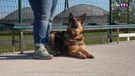 Une mini-ville pour former les chiens guides d'aveugles