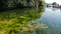 "Une mare aux canards plutôt qu'un port" : qu'est-ce que la myriophylle hétérophylle qui envahit le Canal de Bourgogne